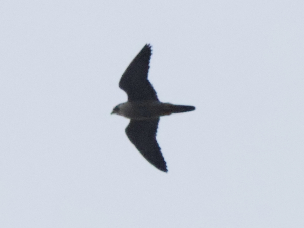 夕方の空を飛ぶハヤブサ