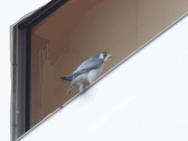 2026/02/05 神奈川県 夕暮れの中でハヤブサのペア?を観察