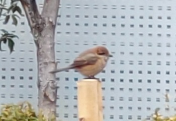 2026/02/07 さいたま市 小さな空き地にモズが来ていた