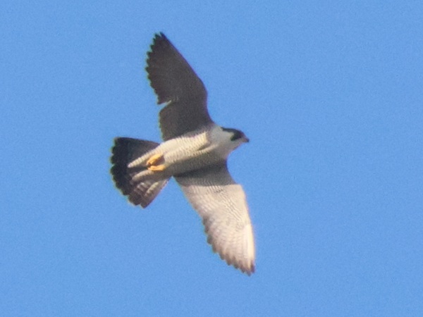 2026/02/15 埼玉県南部 ハヤブサが3回遠くへ飛んだがいずれも3分で戻った