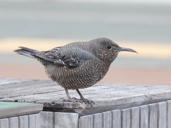 2026/02/18 埼玉県南部 ハヤブサがなかなか動かない