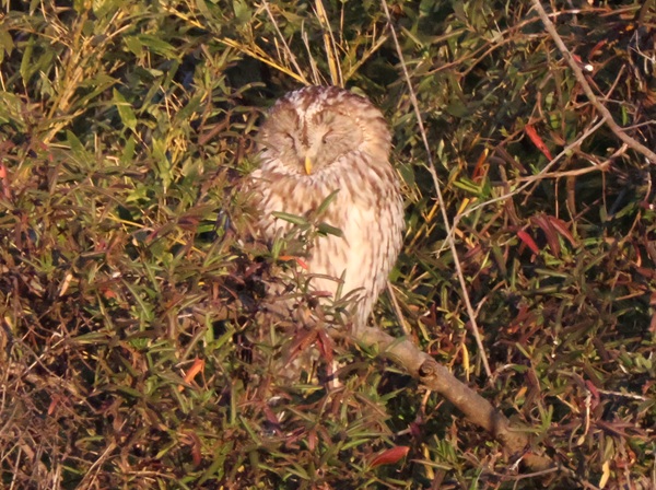 目を閉じているフクロウ