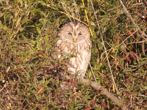 細く目を開けたフクロウ