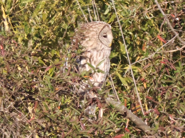 フクロウの横顔