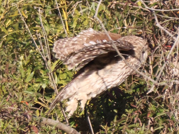 飛び立つフクロウ