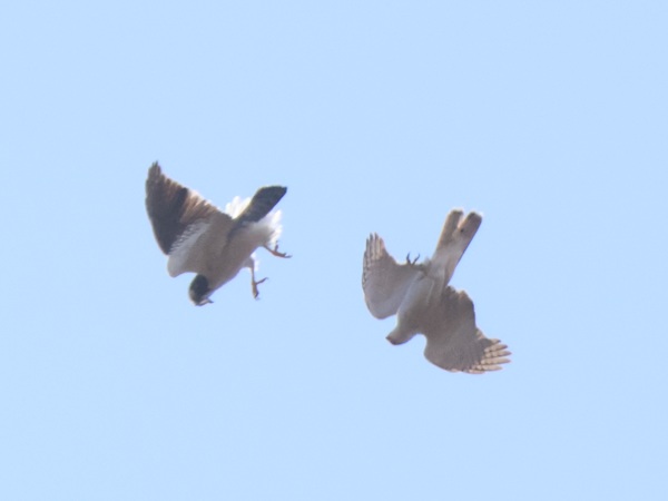 飛びながら脚を向け合う2羽のオオタカ