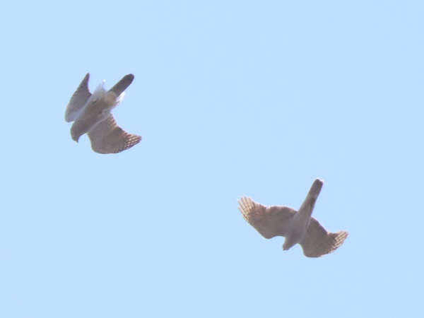 絡むように飛ぶ2羽のオオタカ