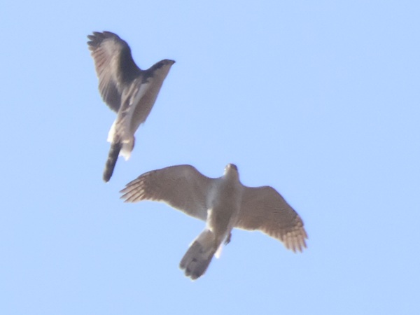絡むように飛ぶ2羽のオオタカ