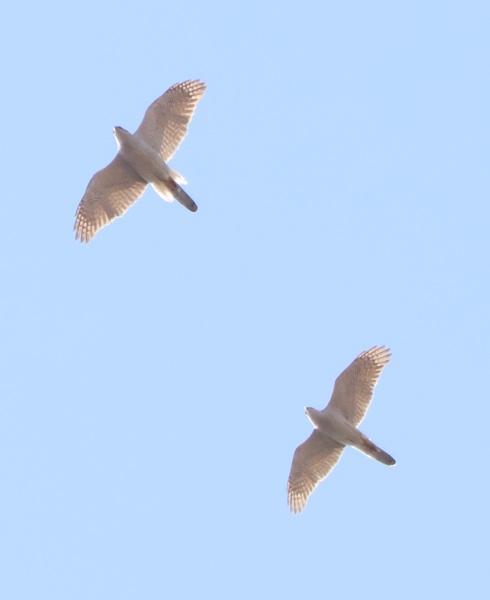 2羽で飛ぶオオタカ