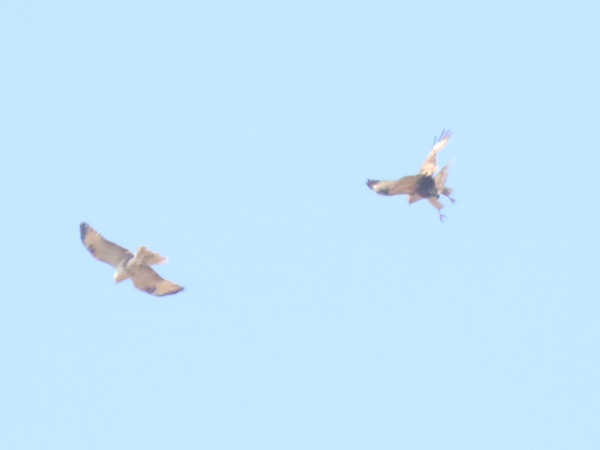 飛ぶ2羽のノスリ