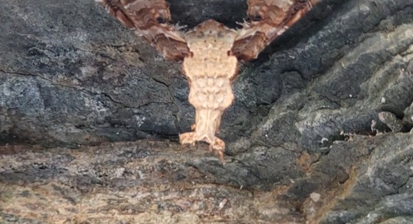 2026/02/23 長瀞(秩父)岩陰に潜む謎生物