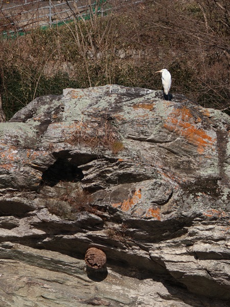 ダイサギとスズメバチの巣