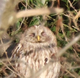 2026/03/06 埼玉県南部(沼) フクロウは騒がない
