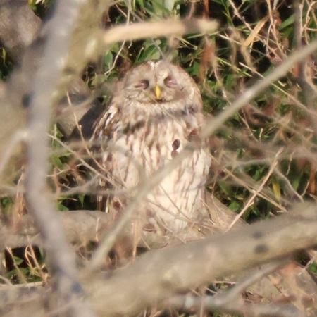 目を閉じたフクロウ