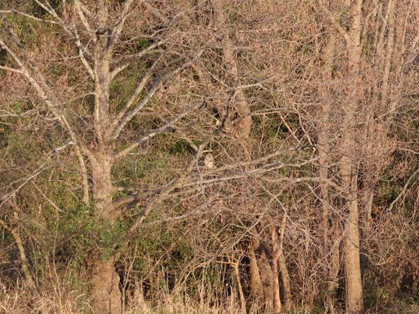 木立にとまるフクロウ