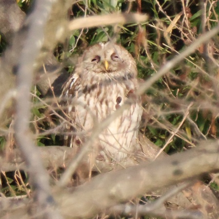 薄目を開けたフクロウ