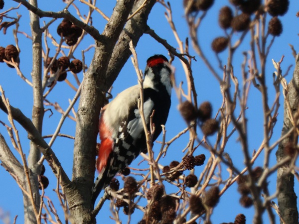 後頭部をこちらに向けたアカゲラ
