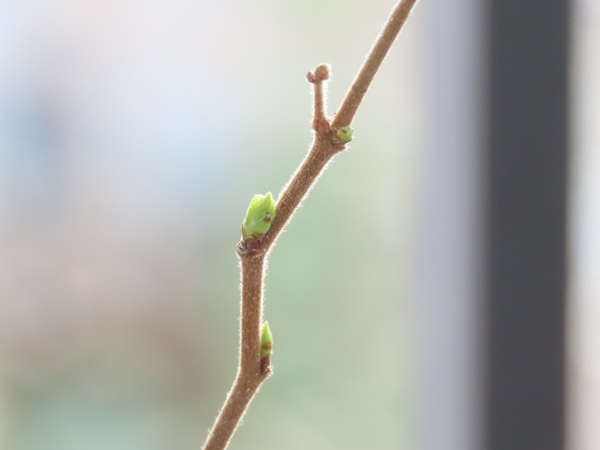 2026/03/09 さいたま市 ツミの声を聞いた