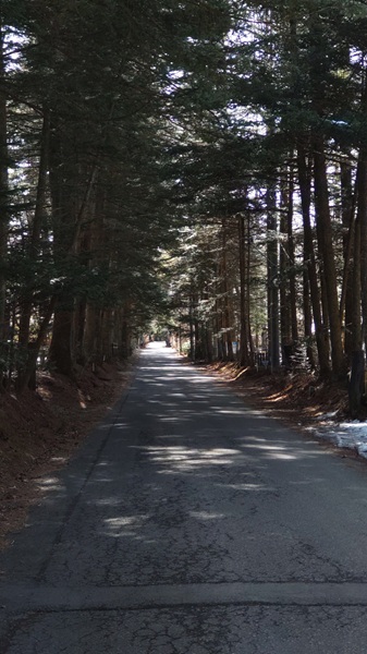 軽井沢の針葉樹