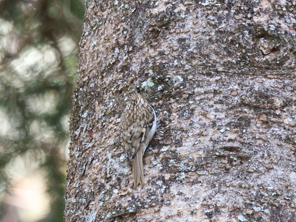 針葉樹の幹に保護色で溶け込むキバシリ