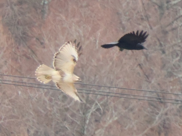 ハシボソガラスを追うノスリ