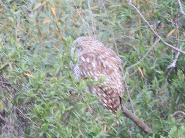 フクロウの背中