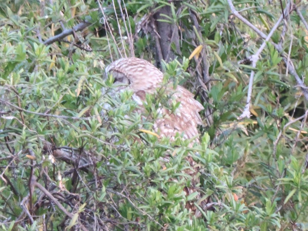 フクロウの横顔