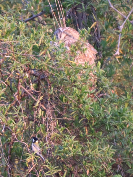 フクロウと近くに来たシジュウカラ