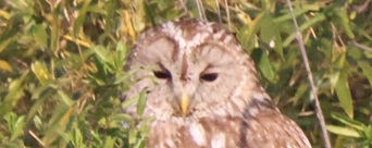 2026/03/21 埼玉県南部(沼) フクロウにシジュウカラが寄ってきた