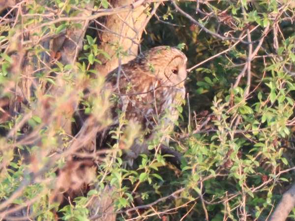 横向きのフクロウ
