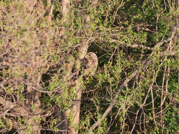 朝日を浴びているフクロウ