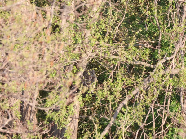 日陰になったフクロウ