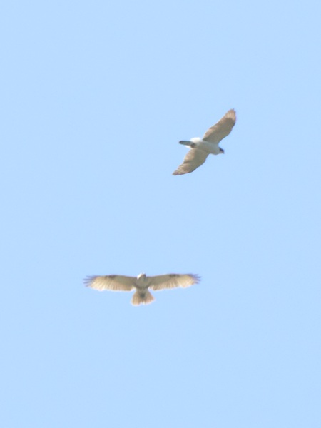 オオタカとノスリ