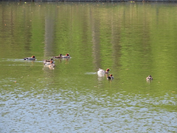 公園のヒドリガモ