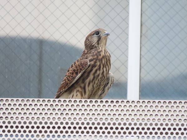 大宮駅の駅ビルに降りたチョウゲンボウの幼鳥