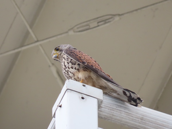 カラスを追い払おうとするチョウゲンボウ成鳥
